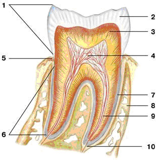 строение зуба